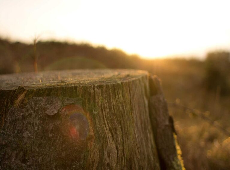 lilia lemoine bikini